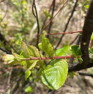 Salix sp. at Cotter River, ACT by nathkay