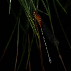 Xanthagrion erythroneurum at Freshwater Creek, VIC - 12 Nov 2024 by WendyEM