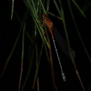 Xanthagrion erythroneurum at Freshwater Creek, VIC - 12 Nov 2024 09:22 PM