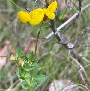 Lotus corniculatus at Tinderry, NSW - 20 Nov 2024 02:30 PM