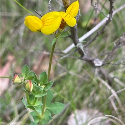 Lotus corniculatus (Birds-Foot Trefoil) at Tinderry, NSW - 20 Nov 2024 by JaneR