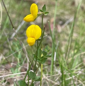 Lotus corniculatus at Tinderry, NSW - 20 Nov 2024 02:30 PM