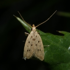 Atheropla psammodes (A Concealer moth (Eulechria group)) at Freshwater Creek, VIC by WendyEM