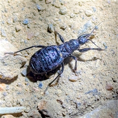 Unidentified True bug (Hemiptera, Heteroptera) at Kambah, ACT - 20 Nov 2024 by HelenCross