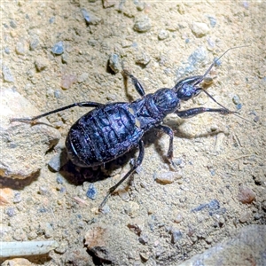 Unidentified True bug (Hemiptera, Heteroptera) at Kambah, ACT by HelenCross