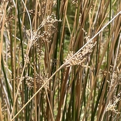 Juncus sarophorus (Broom Rush) at Tinderry, NSW - 20 Nov 2024 by JaneR