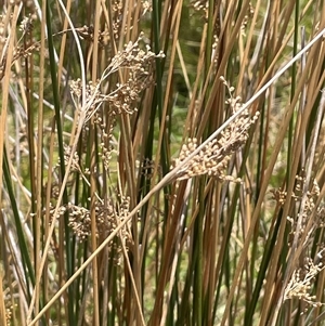 Juncus sarophorus at Tinderry, NSW - 20 Nov 2024