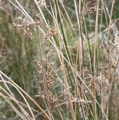 Juncus sarophorus at Tinderry, NSW - 20 Nov 2024