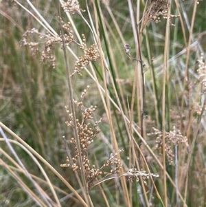 Juncus sarophorus at Tinderry, NSW - 20 Nov 2024 01:21 PM