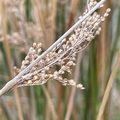 Juncus sarophorus at Tinderry, NSW - 20 Nov 2024