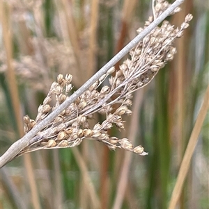 Juncus sarophorus at Tinderry, NSW - 20 Nov 2024 01:21 PM