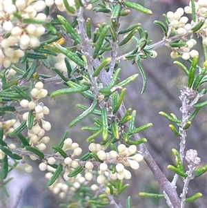 Pomaderris phylicifolia subsp. ericoides (Narrow-leaf Pomaderris) at Tinderry, NSW by JaneR