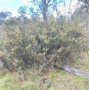 Pomaderris phylicifolia subsp. ericoides at Tinderry, NSW - 20 Nov 2024 01:32 PM