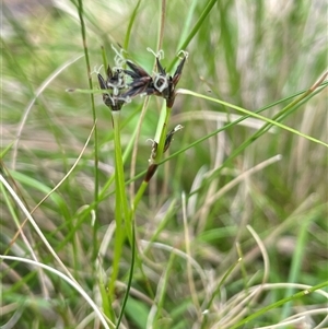 Schoenus apogon at Tinderry, NSW - 20 Nov 2024 01:36 PM