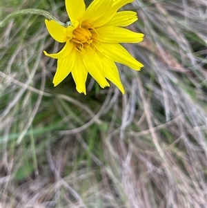 Microseris walteri (Yam Daisy, Murnong) at Tinderry, NSW by JaneR