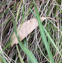 Microseris walteri at Tinderry, NSW - 20 Nov 2024