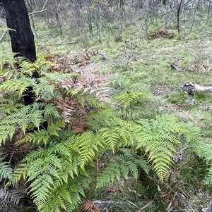 Pteridium esculentum (Bracken) at Tinderry, NSW by JaneR