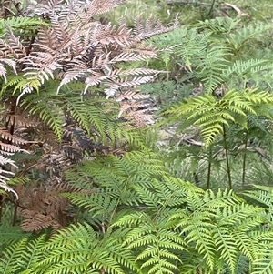 Pteridium esculentum at Tinderry, NSW - 20 Nov 2024