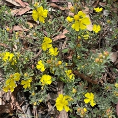 Hibbertia obtusifolia (Grey Guinea-flower) at Tinderry, NSW - 20 Nov 2024 by JaneR