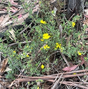 Hibbertia obtusifolia at Tinderry, NSW - 20 Nov 2024