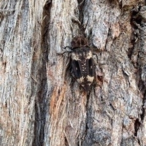 Unidentified Beetle (Coleoptera) at Giralang, ACT by nerigibb