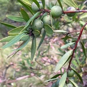 Persoonia silvatica (Forest Geebung) at Tinderry, NSW by JaneR