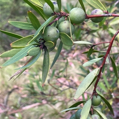 Persoonia silvatica (Forest Geebung) at Tinderry, NSW - 20 Nov 2024 by JaneR