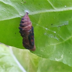 Unidentified Nymph (Nymphalidae) at Penrose, NSW - 20 Nov 2024 by Aussiegall