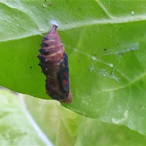 Unidentified Nymph (Nymphalidae) at Penrose, NSW by Aussiegall