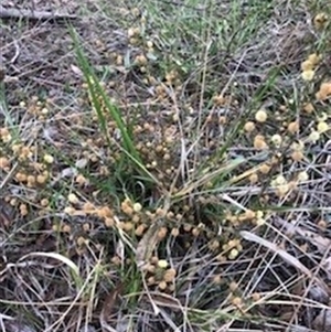 Acacia gunnii (Ploughshare Wattle) at Crace, ACT by nerigibb