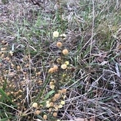 Acacia gunnii at Crace, ACT - 20 Nov 2024