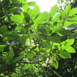 Prunus turneriana at Syndicate, QLD - 9 Apr 2015