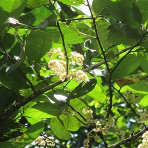 Prunus turneriana at Syndicate, QLD - 9 Apr 2015