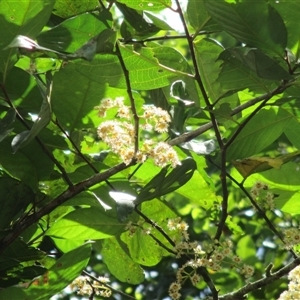 Prunus turneriana at Syndicate, QLD - 9 Apr 2015 12:24 PM