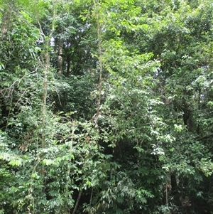 Prunus turneriana at Syndicate, QLD - 9 Apr 2015