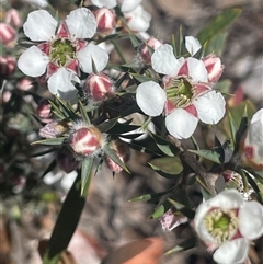 Leptospermum arachnoides (Spidery Tea-tree) at Tinderry, NSW - 19 Nov 2024 by JaneR