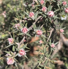 Leptospermum arachnoides at Tinderry, NSW - 20 Nov 2024