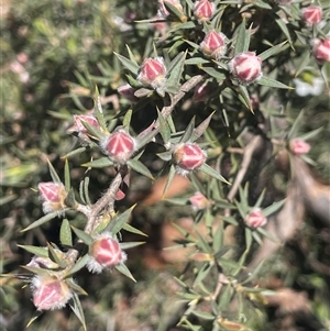 Leptospermum arachnoides at Tinderry, NSW - 20 Nov 2024