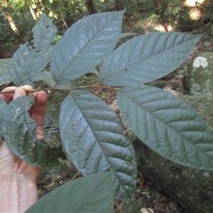 Prunus turneriana at Syndicate, QLD - 26 Apr 2015