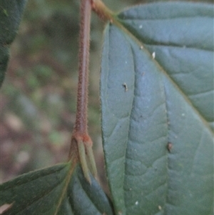 Prunus turneriana at Syndicate, QLD - 26 Apr 2015