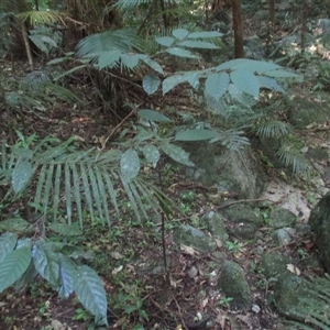 Prunus turneriana at Syndicate, QLD - 26 Apr 2015