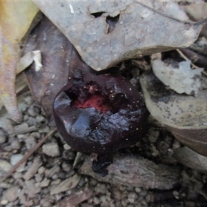 Prunus turneriana at Syndicate, QLD - 20 Nov 2015