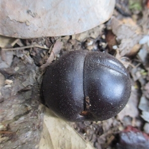 Prunus turneriana at Syndicate, QLD - 20 Nov 2015