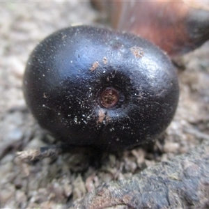 Prunus turneriana at Syndicate, QLD - 20 Nov 2015