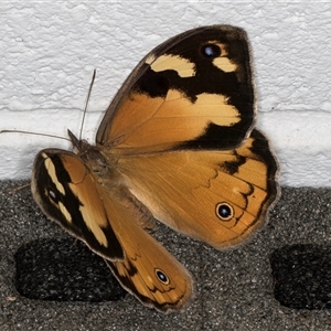 Heteronympha merope at Melba, ACT - 18 Nov 2024 09:55 PM