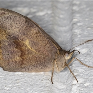 Heteronympha merope at Melba, ACT - 18 Nov 2024 09:55 PM