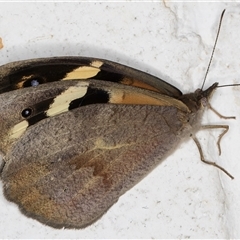 Heteronympha merope at Melba, ACT - 18 Nov 2024