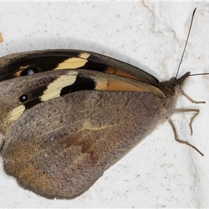 Heteronympha merope at Melba, ACT - 18 Nov 2024 09:55 PM