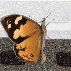 Heteronympha merope at Melba, ACT - 18 Nov 2024 09:55 PM