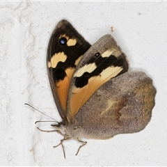 Heteronympha merope at Melba, ACT - 18 Nov 2024